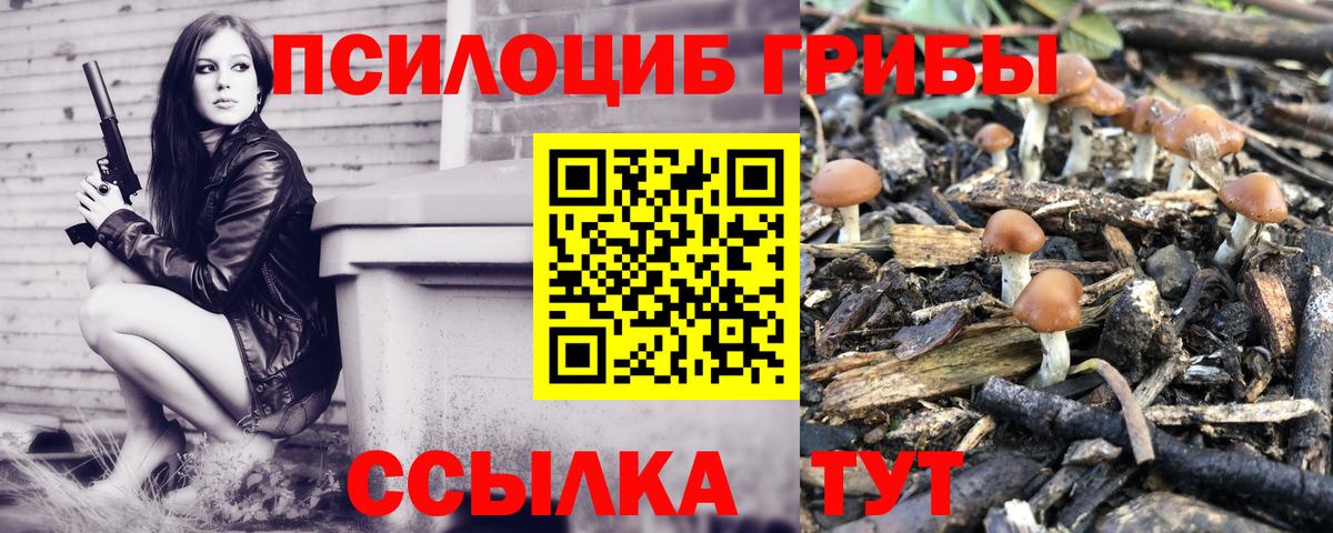 купить закладку  Галлюциногенные грибы мицелий  Тамбов  Вход с VPN  Псилоцибиновые грибы Psilocybine cubensis 